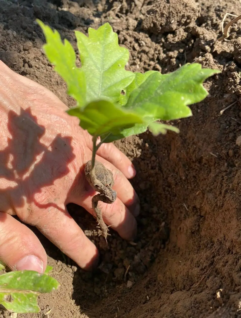 immagine del germoglio di un albero che si sviluppa dal seme